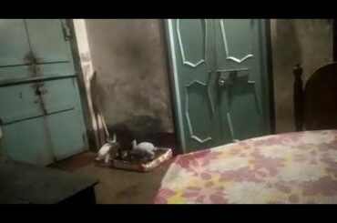 White Belgian cute rabbit