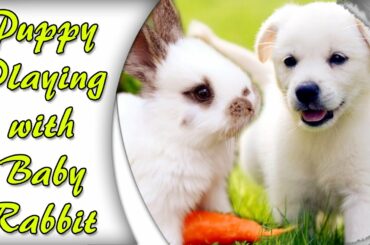Cute Puppy Playing with Baby Rabbit Funny Video
