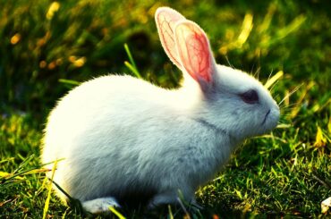 Cute #Rabbits Compilation 2020