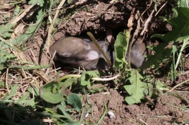 Baby Bunnies: Rabbit Kitten Nest
