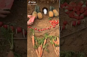 CUTE RABBIT EATING WATERMELON