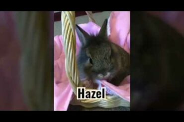 Cute baby bunny eating lettuce!