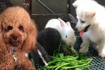 Sala and Susu vs Rabbits - cute dogs