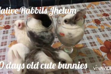 Cute bunnies by Native Rabbits