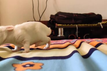 Cute baby 🐰 Bunny