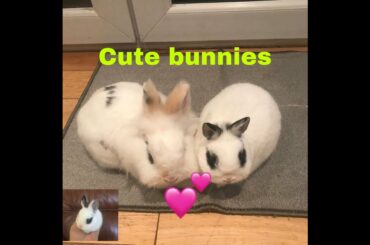 Kelinci lucu / Cute bunnies from England