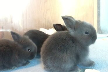 Baby Bunnies 3 weeks old