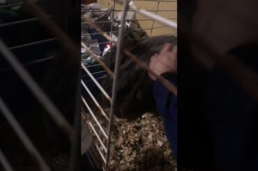 My Cute Bunny and Guinean pig