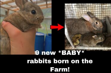 9 New *BABY* bunny’s *BORN* on the farm!!!(so cute)