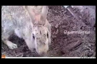 Watch how Rabbit Nurses Cute little Baby Kits!