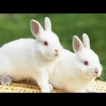 Brown and white rabbit and baby bunny Wonderful pictures