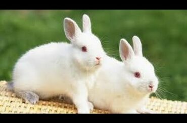 Brown and white rabbit and baby bunny Wonderful pictures