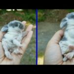 Funny and Cute Baby Bunny Rabbit Videos 🐇 Baby Animal Video Compilation (2020)
