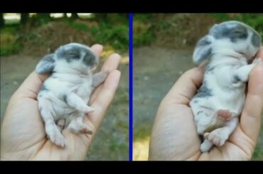 Funny and Cute Baby Bunny Rabbit Videos 🐇 Baby Animal Video Compilation (2020)