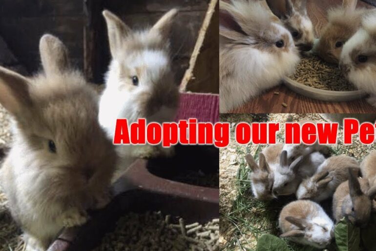 Adopting Baby Dwarf Bunny Rabbit Lionhead Holland Lop Mix Bunnies Rabbits Vlog 2019