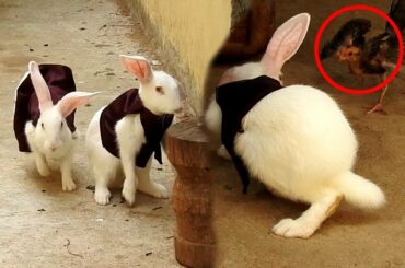 Cute Rabbits Freedom to Nature (PomPom & PoyPoy)