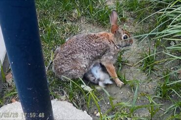 Mother cottontail rabbit with babies