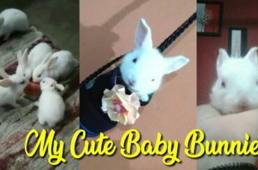 Funny  Baby Rabbit Videos - Cute Baby Rabbits - Funny Bunny Baby Videos-   Cute Bunnies  Videos