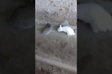 Cute Black &White Rabbits Playing Funny video