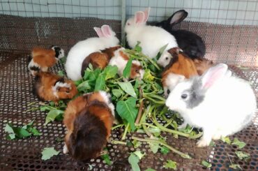 Cute Baby Rabbit Eating Vegetable / Funny and Cute Baby  Bunny Rabbit Videos / Cute Rabbits Videos