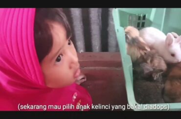 yaya adopsi kelinci lucu 😍😍😍 || adoption of a cute rabbit || daily videos
