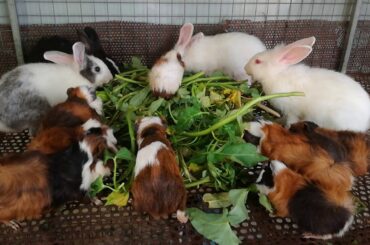 Cute and Funny Baby Rabbit Eating / Funny Baby Rabbit Videos / Cute Baby Rabbits / Cute Bunny Videos