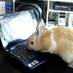 Cute Bunny Blogging
