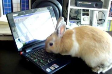 Cute Bunny Blogging