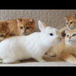 Bunny Jake with his friends, cute kittens