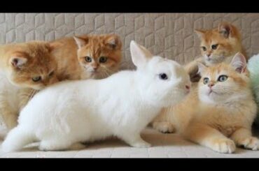 Bunny Jake with his friends, cute kittens