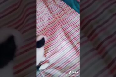 Cute Rabbit TikTok Video Status