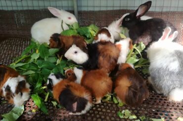 Cute Baby Rabbit Eating Vegetable - Funny Baby Rabbit Videos - Cute Baby Rabbits - Funny Cute Rabbit