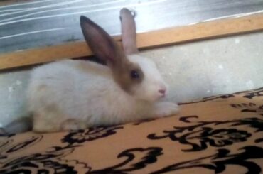 Cute bunny 😍😍😍😍