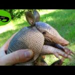 Baby Rabbit Turtle!? - Up Close with Nine-Banded Armadillos!