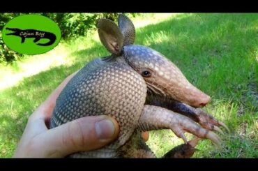 Baby Rabbit Turtle!? - Up Close with Nine-Banded Armadillos!