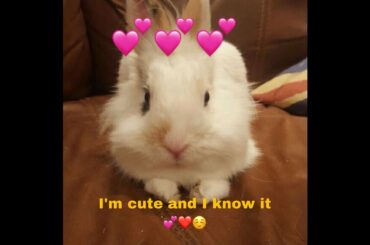 Sweet bunny / Cute Rabbit/ Cute bunnies/Funny rabbits