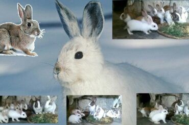 Rabbit Video 2020 || Very cute Rabbit baby | Infoawan