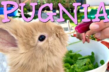 Baby Bunny help me make salad / Pugnia #21