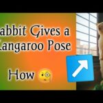 Rabbit video of cute poses | funny video of bunny | Rabbit funny pose |  #rabbit #bunnies #bunny