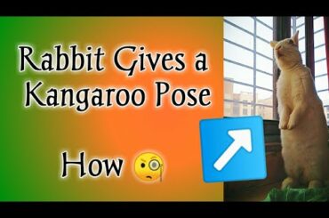 Rabbit video of cute poses | funny video of bunny | Rabbit funny pose |  #rabbit #bunnies #bunny