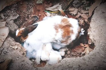 My cute rabbit babys