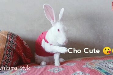 Rabbit And Puppy Playing | Cute Moment With My Pets | Dwarkamai Style