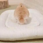 Sleepy bunny 😴 | cute 😍 | rabbits