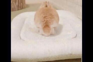 Sleepy bunny 😴 | cute 😍 | rabbits