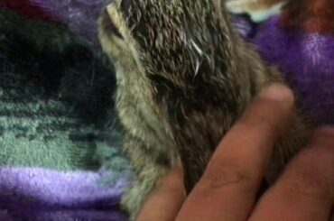 My friends bunny is soooooo cute