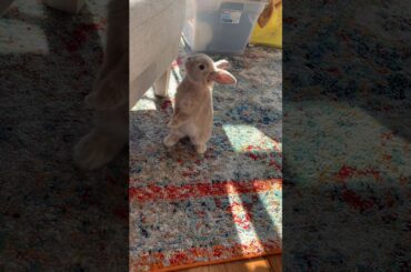 Baby bunny jumping around