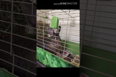 My cute bunnies Grayson and Simon