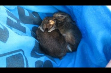 rescuing baby rabbits that lost there mom, soooo cute