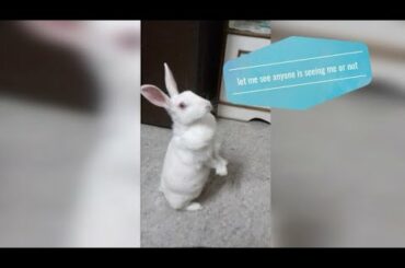 Annoying but cute things rabbit do 😍😘