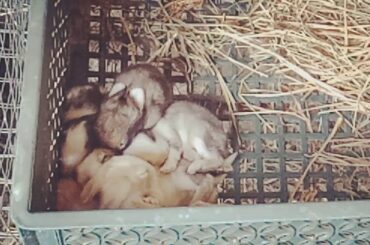 10th day Cute Kits 😄